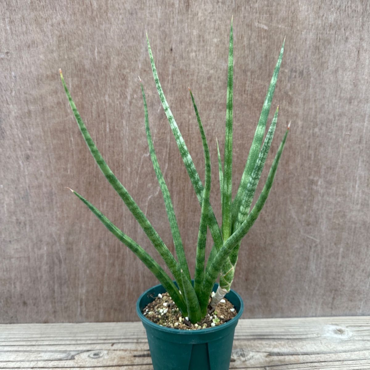サンセベリア ブンルートーチ ハイブリット① Sansevieria bunlue