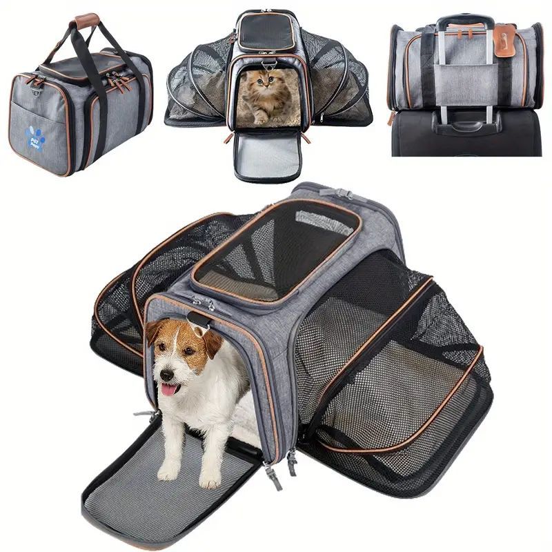 小型猫