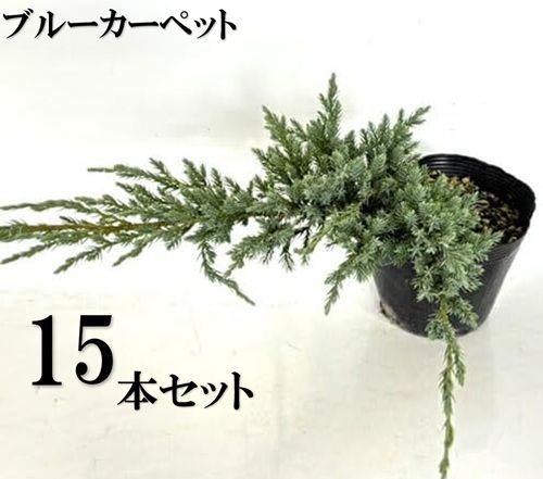 15本セット ブルーカーペット 13.5～15cmポット