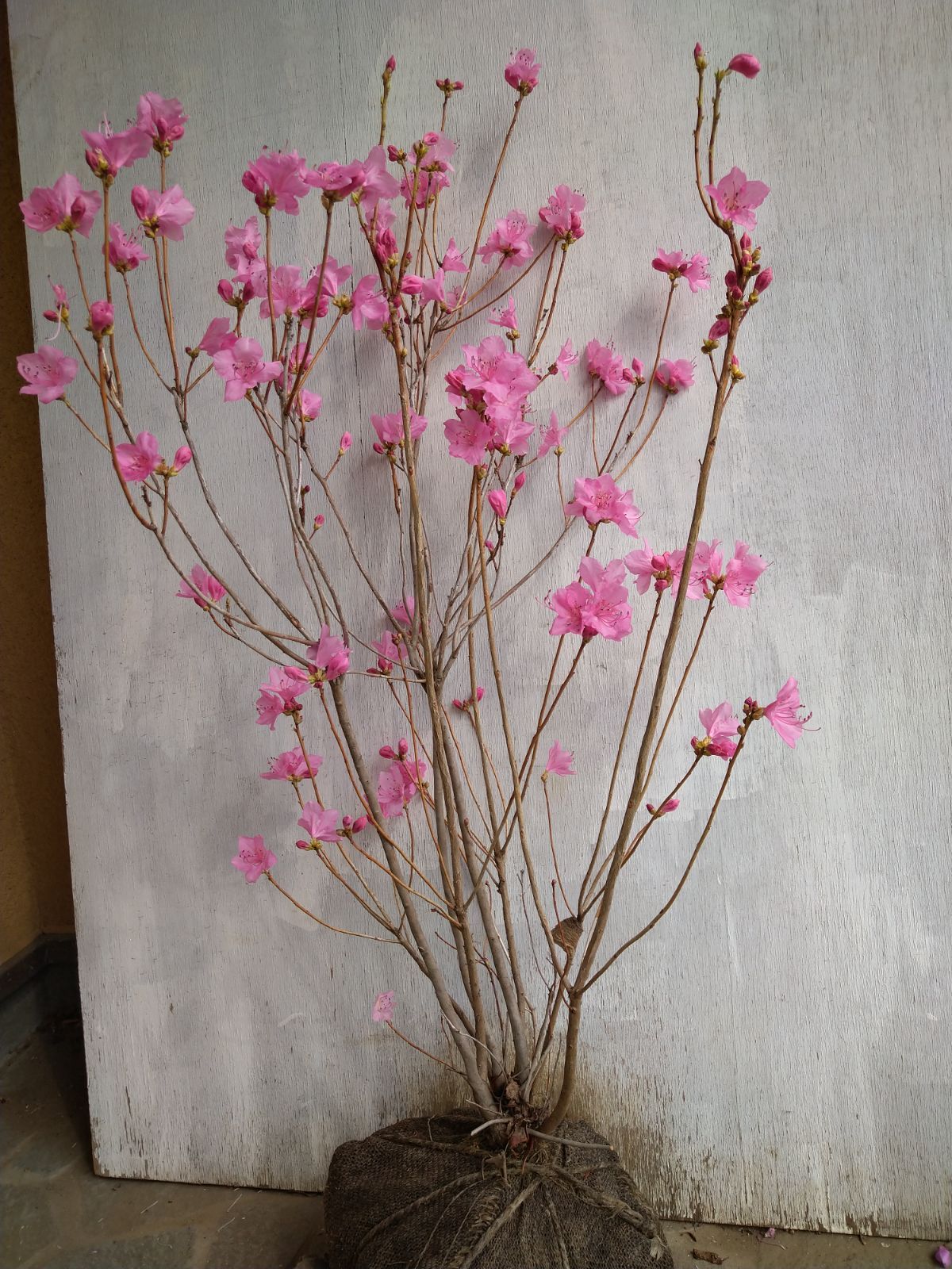 桜ゲンカイツツジ① 【公式通販】