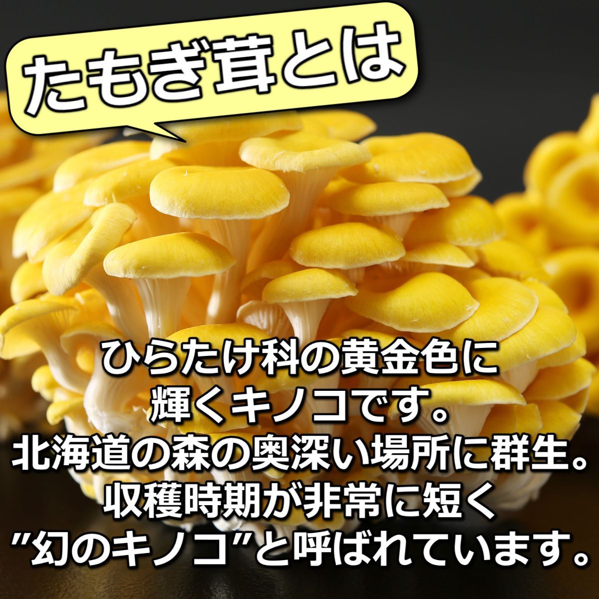 北海道産 β-グルカン