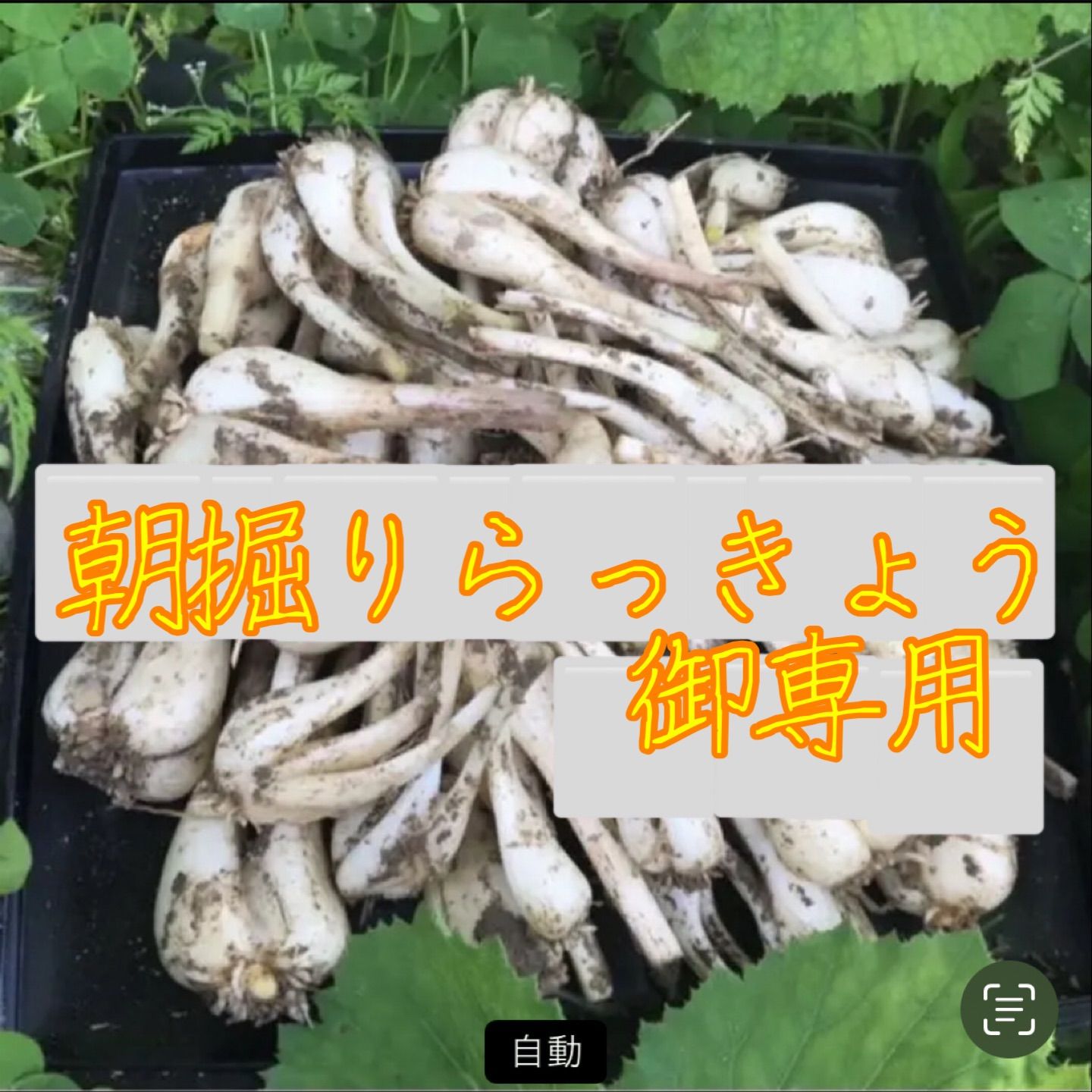 【御専用】朝掘りらっきょう　農薬不使用　根皮土付きで3kg 徳島県産