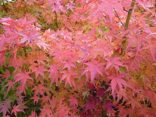 苗/苗木 イロハモミジ 樹高0.3m前後 10.5cmポット (いろは紅葉
