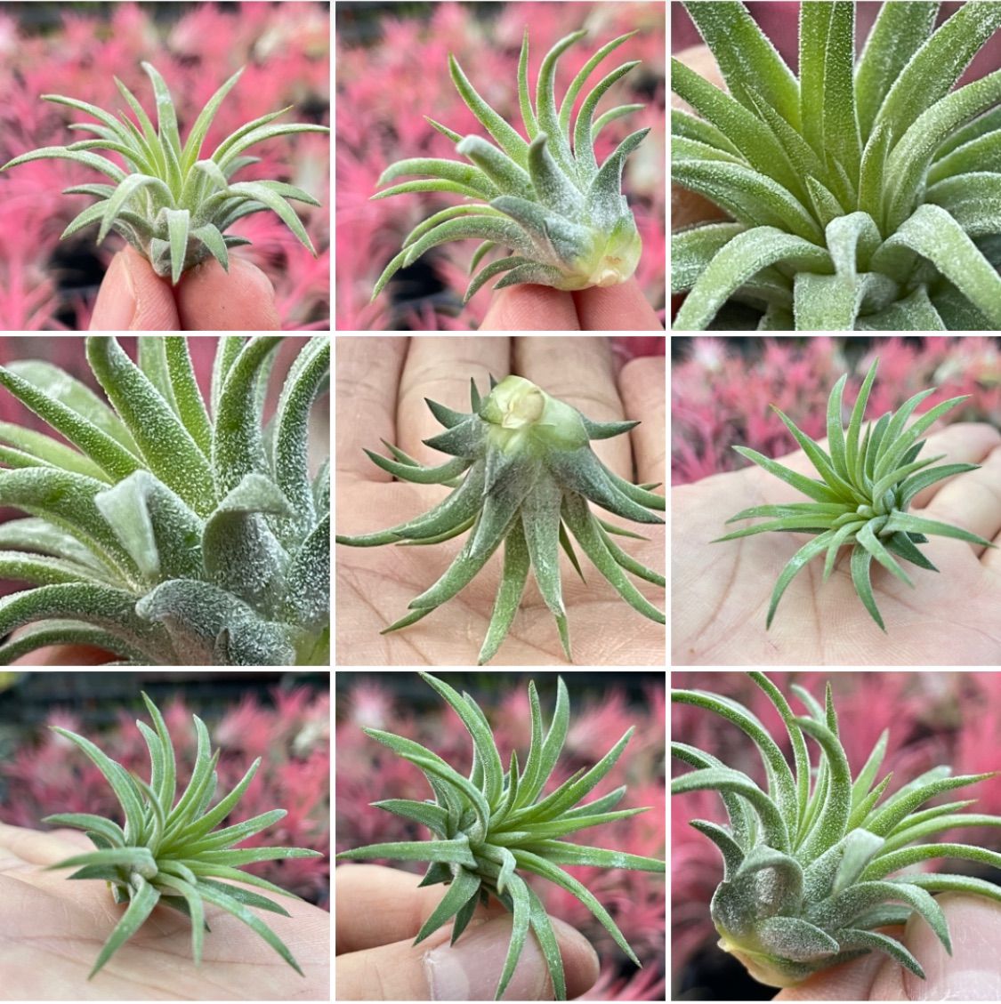 チランジア イオナンタ ロン Tillandsia ionantha Ron - メルカリ