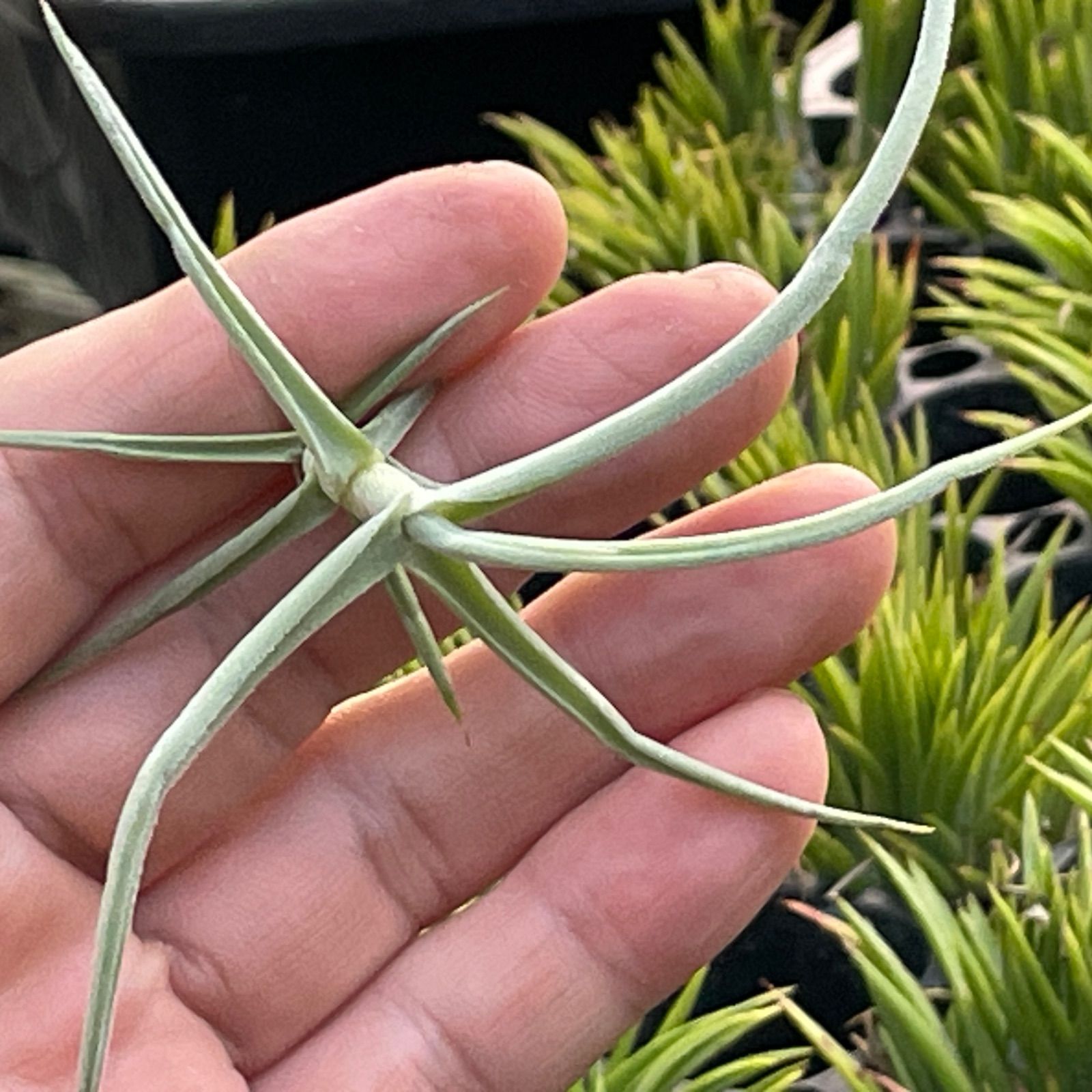 14φ×7]チランジア ドゥラティ Tillandsia duratii (ドュラティー