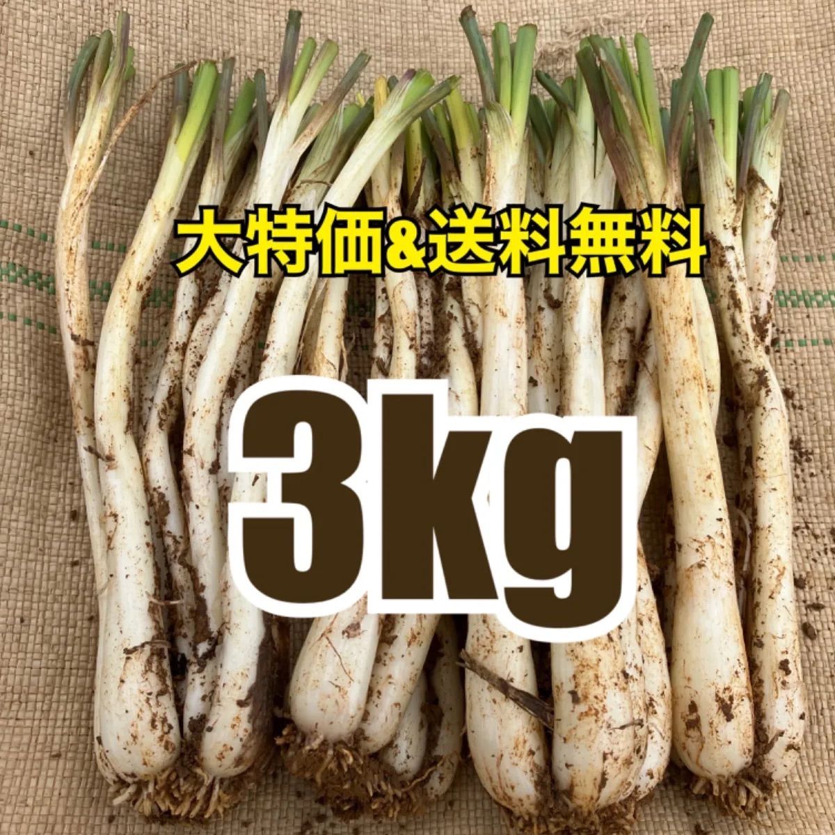 【美味！大好評！大容量！葉無し】沖縄伊江島産島らっきょう3kg