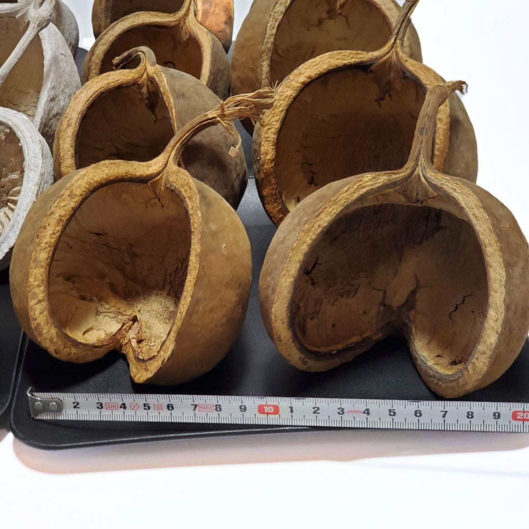 ブッダナッツ 割引有 16個セット L ウォッシュホワイト＆ナチュラル ブッダナッツ 割引有 16個セット L ウォッシュホワイト＆ナチュラル