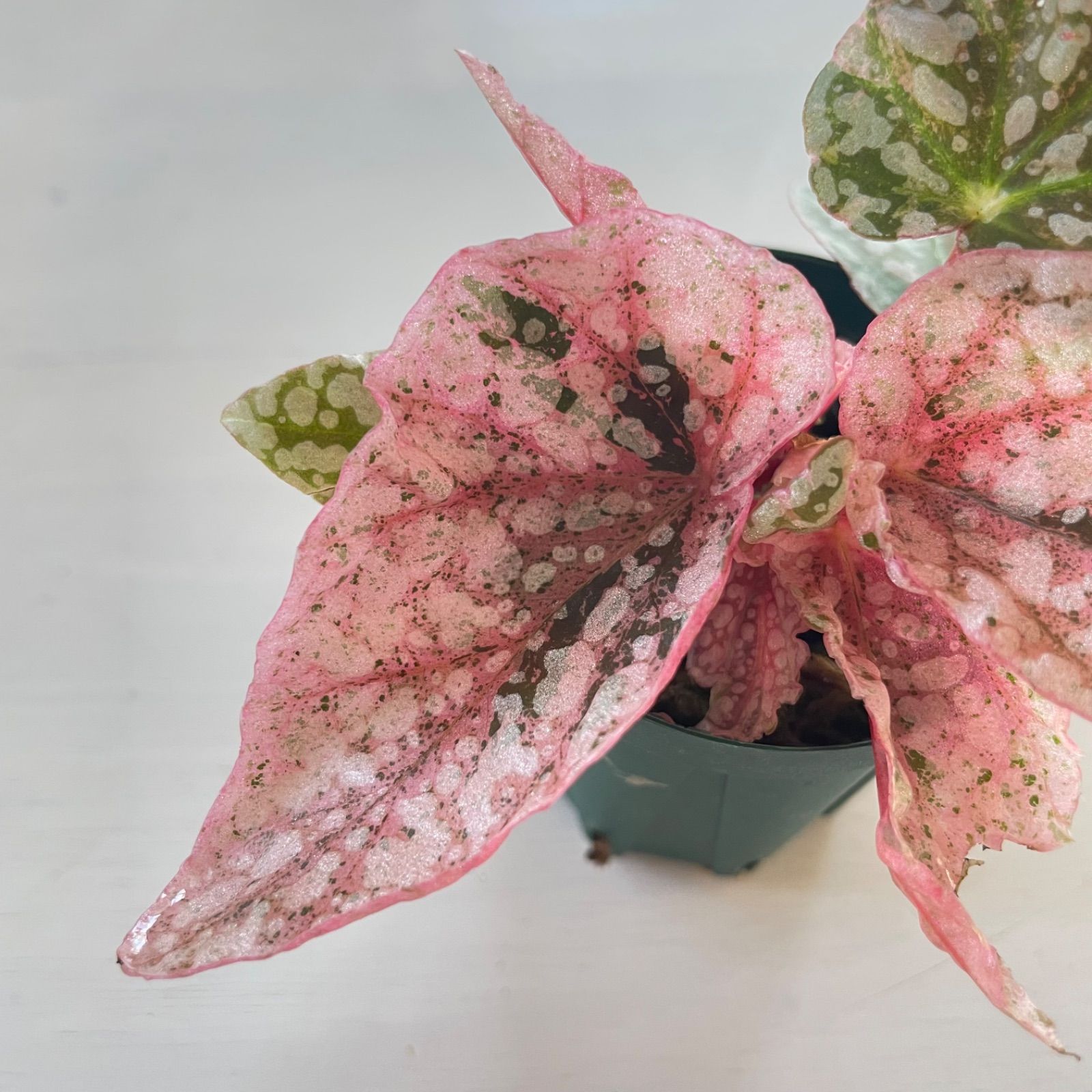 ベゴニア・スノーキャップド（Begonia ‘ Capped’） ベゴニア スノーキャップド 斑入り Begonia Snow capped