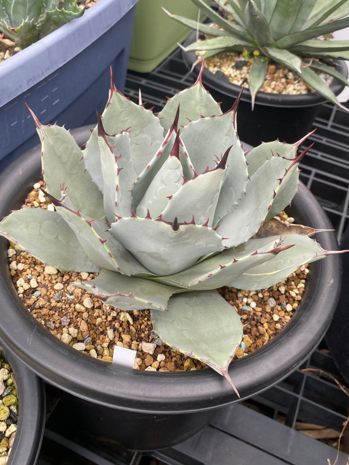 アガベ パラサナ錦 パリー吉祥天錦 セット パリー吉祥天 中株 アガベ