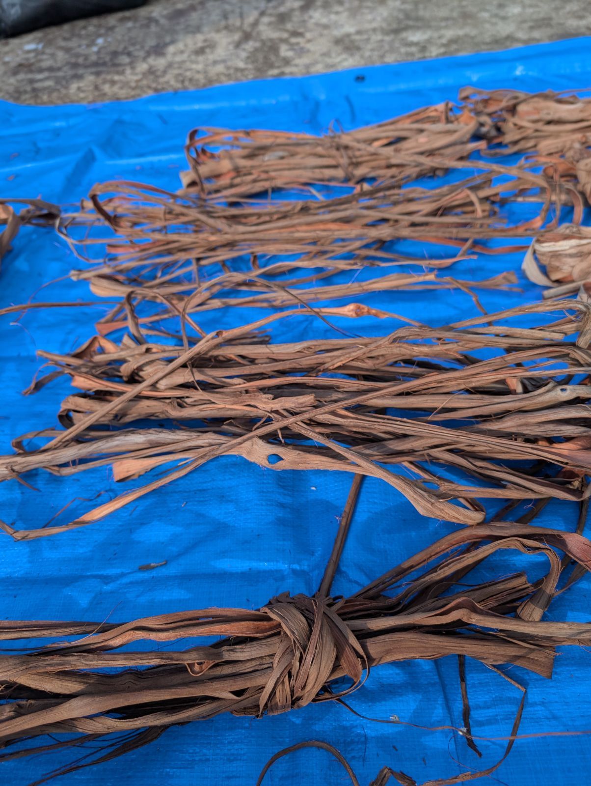 天然山葡萄の蔓2 採集状態で保存2.4キロ令和2年産