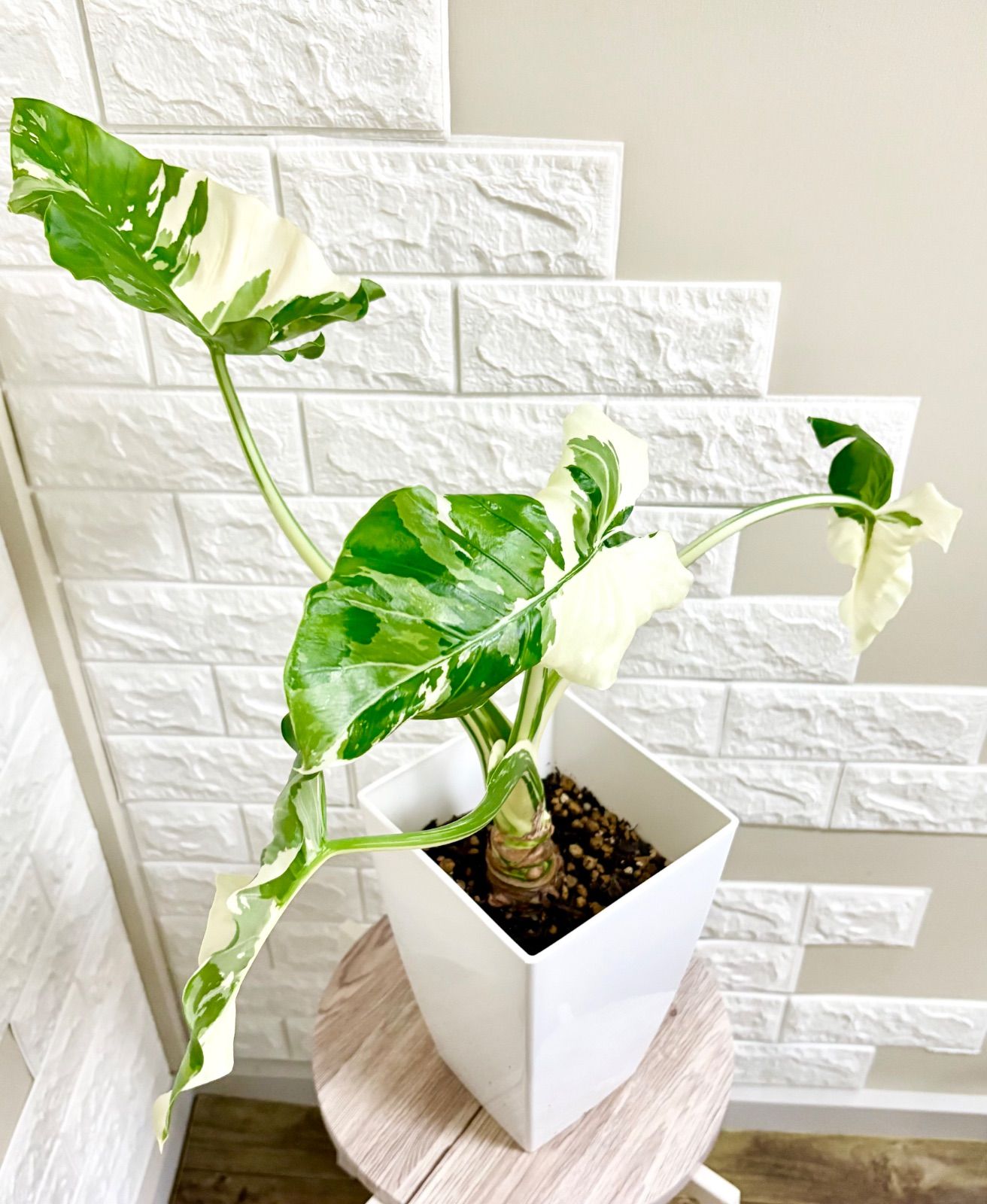 斑入り クワズイモ 観葉植物 の通販公式 | 希少 白斑 古典 白斑入 