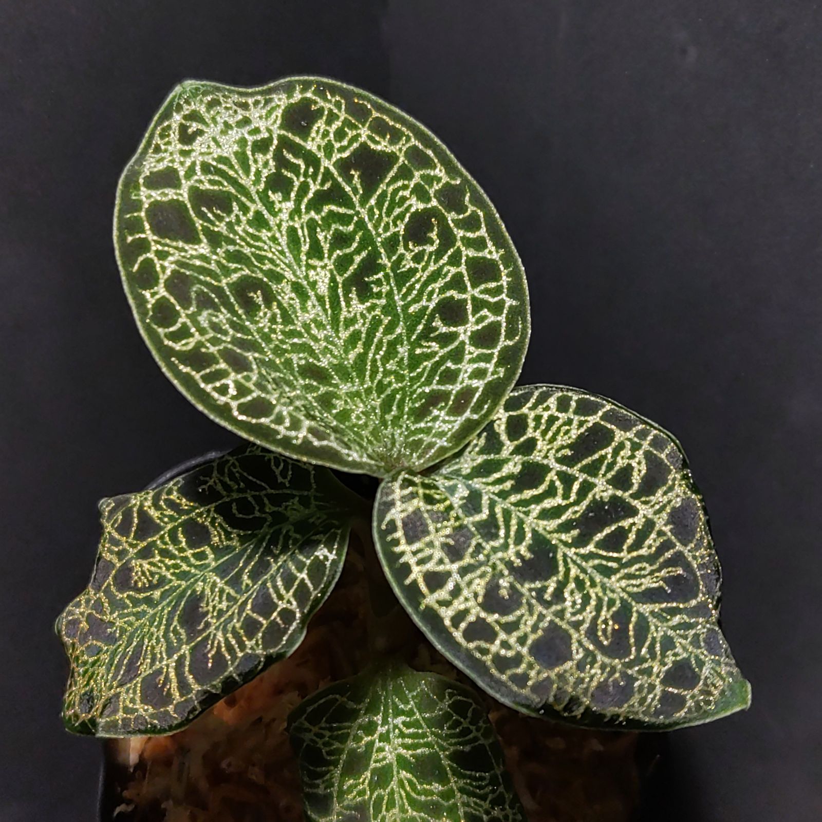 ジュエルオーキッド　マコデス　ペトラ マコデス ペトラ 発色の良い個体 (ジュエルオーキッド 宝石蘭