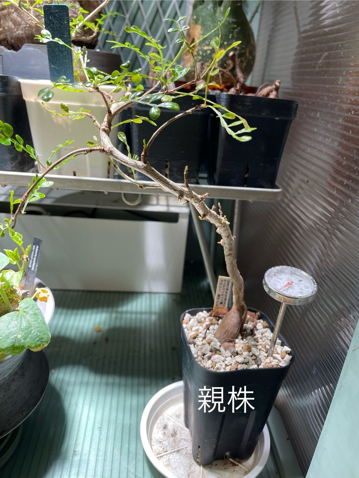 オペルクリカリアデカリー パワータンク 根差し （オペルクリ