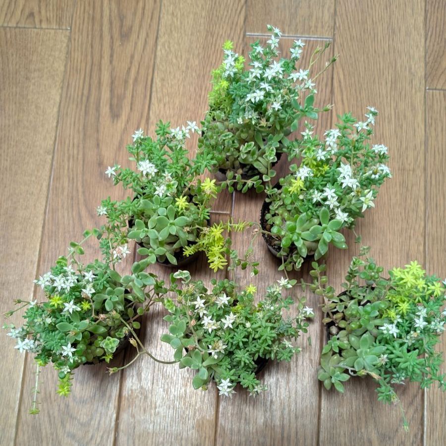 多肉植物 セダム等 5種寄せ植え 抜き苗 (ミルキーウェイ