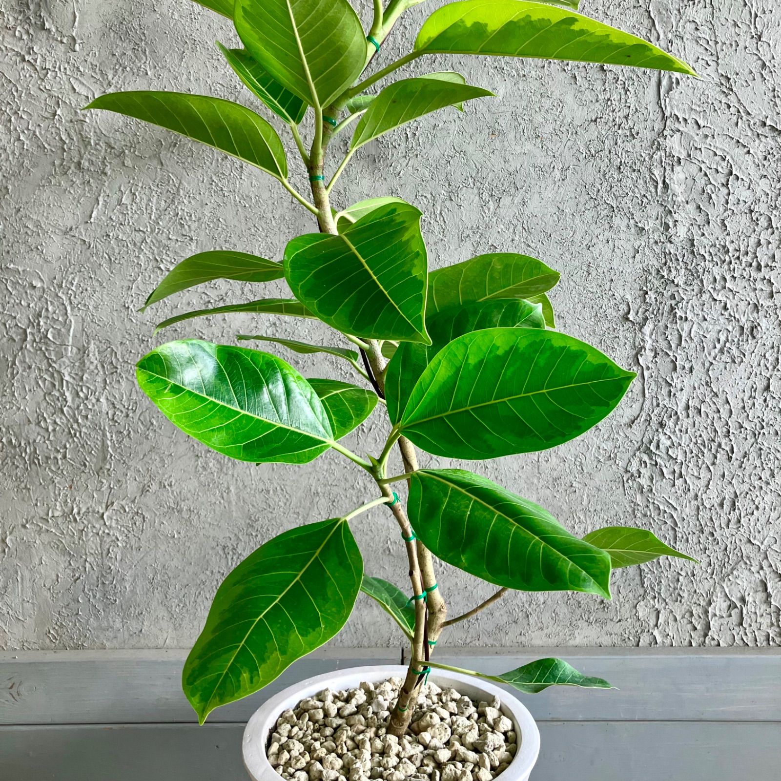 みたらち様専用 大型 美形 曲がり仕立て フィカス アルテシマ 9号