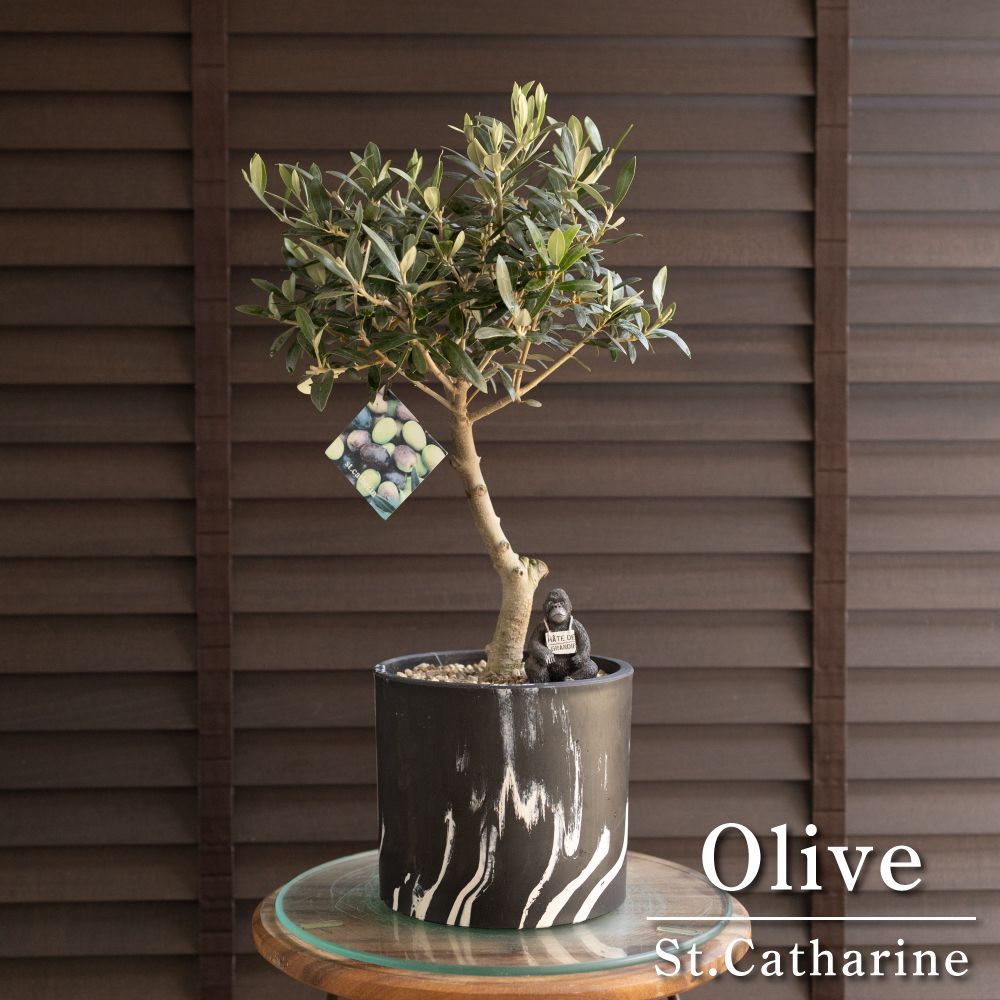 創樹 オリーブ Olive セントキャサリン 5号 マーブル樹脂鉢 盆栽 SOUJU