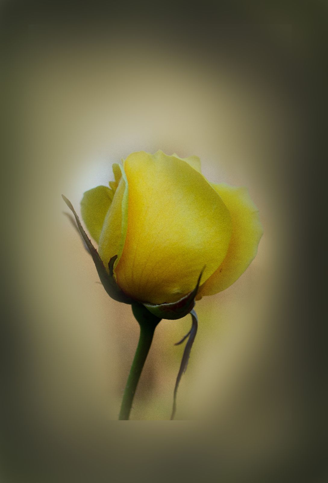 A3ノビ】井上治OsamuInoue 『Yellow Rose 8256』