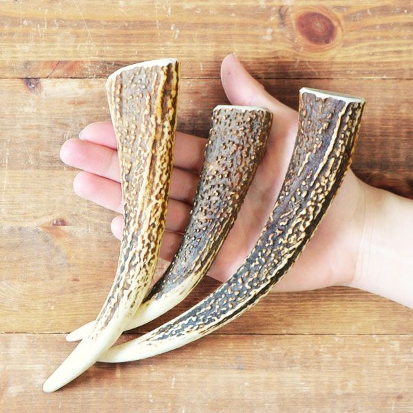 NO.551 エゾ鹿の角　鹿ツノ　100本セット　アクセ DIY NO.551 エゾ鹿の角 鹿ツノ 100本セット アクセ DIY NO.551 エゾ