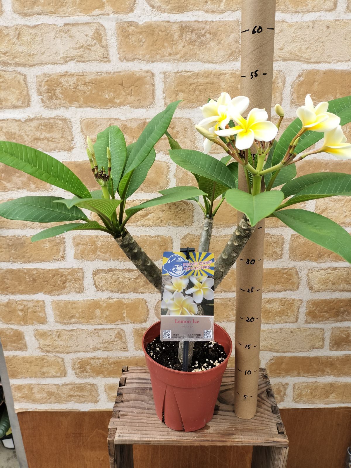 プルメリア【レモンアイス】 プルメリア：レモンアイス（Lemon Ice）5号鉢植え の通販 | 園芸