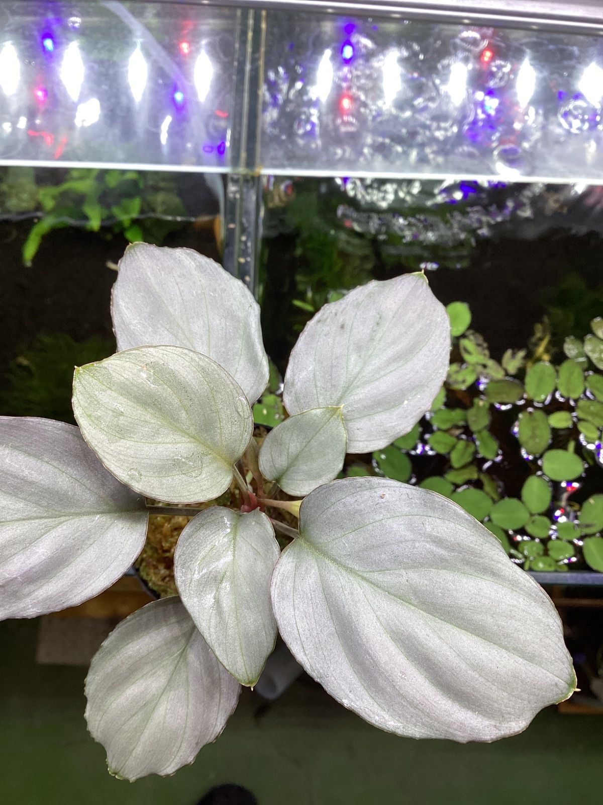 アロイド系様専用出品 アロイド系】モンステラ デリシオーサ ホワイト