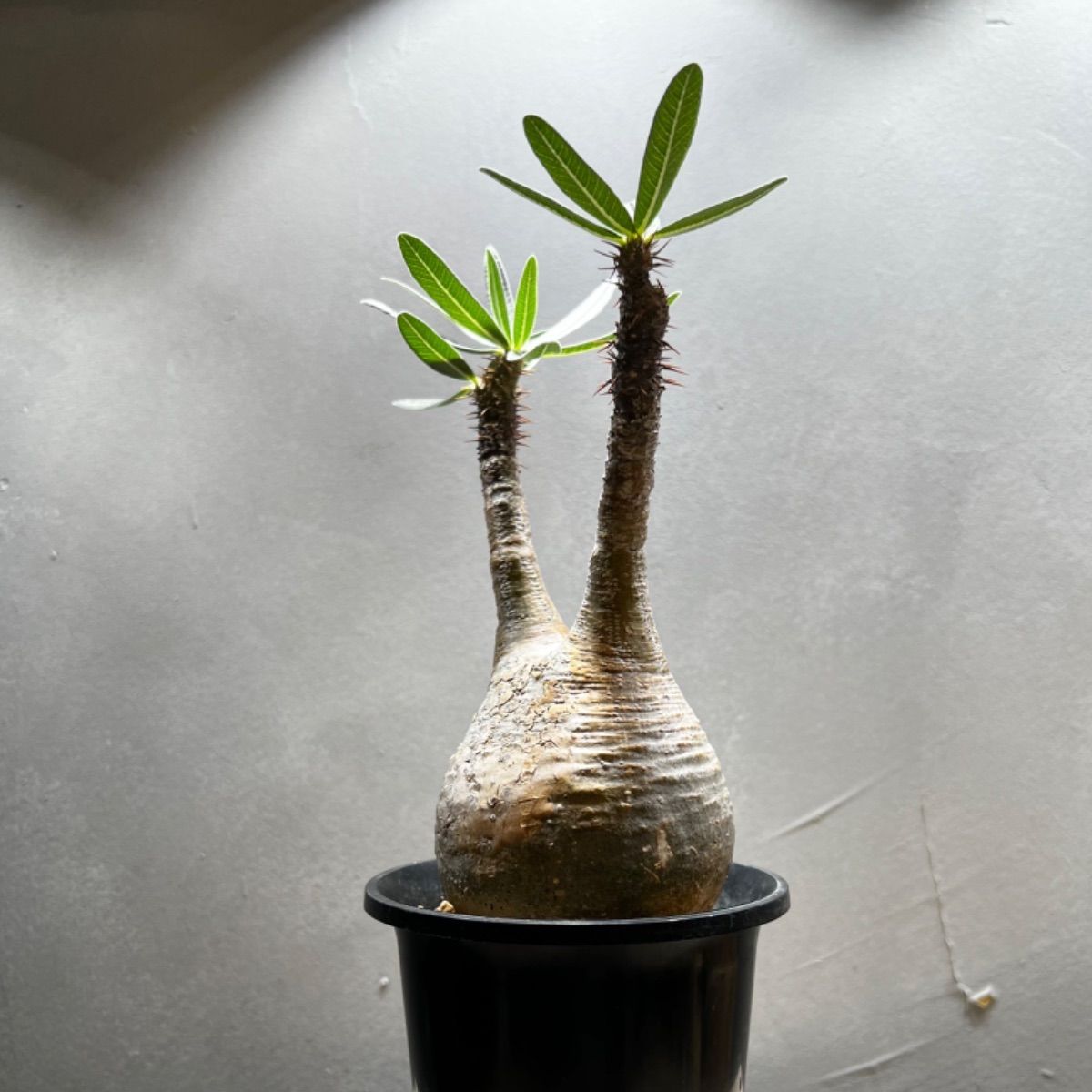 パキポディウム グラキリス 現地株 鉢のままメルカリ便発送 【公式通販】