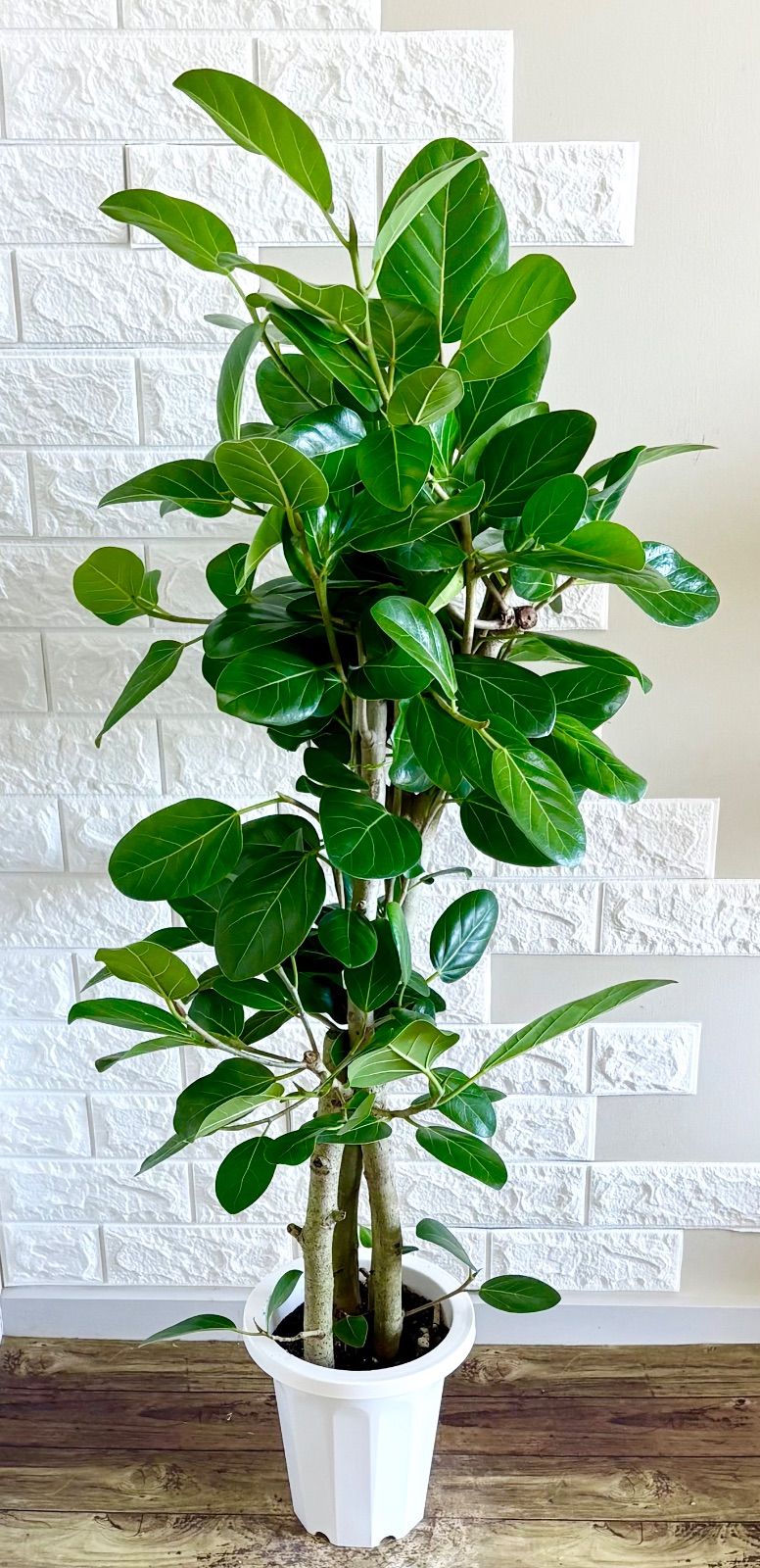 フィカスベンガレンシス 曲がり仕立て 希少 お洒落な樹形