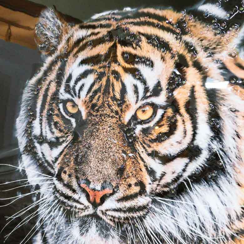 アートフレーム トラ/タイガー/虎 絵画 クリスタルピクチャー