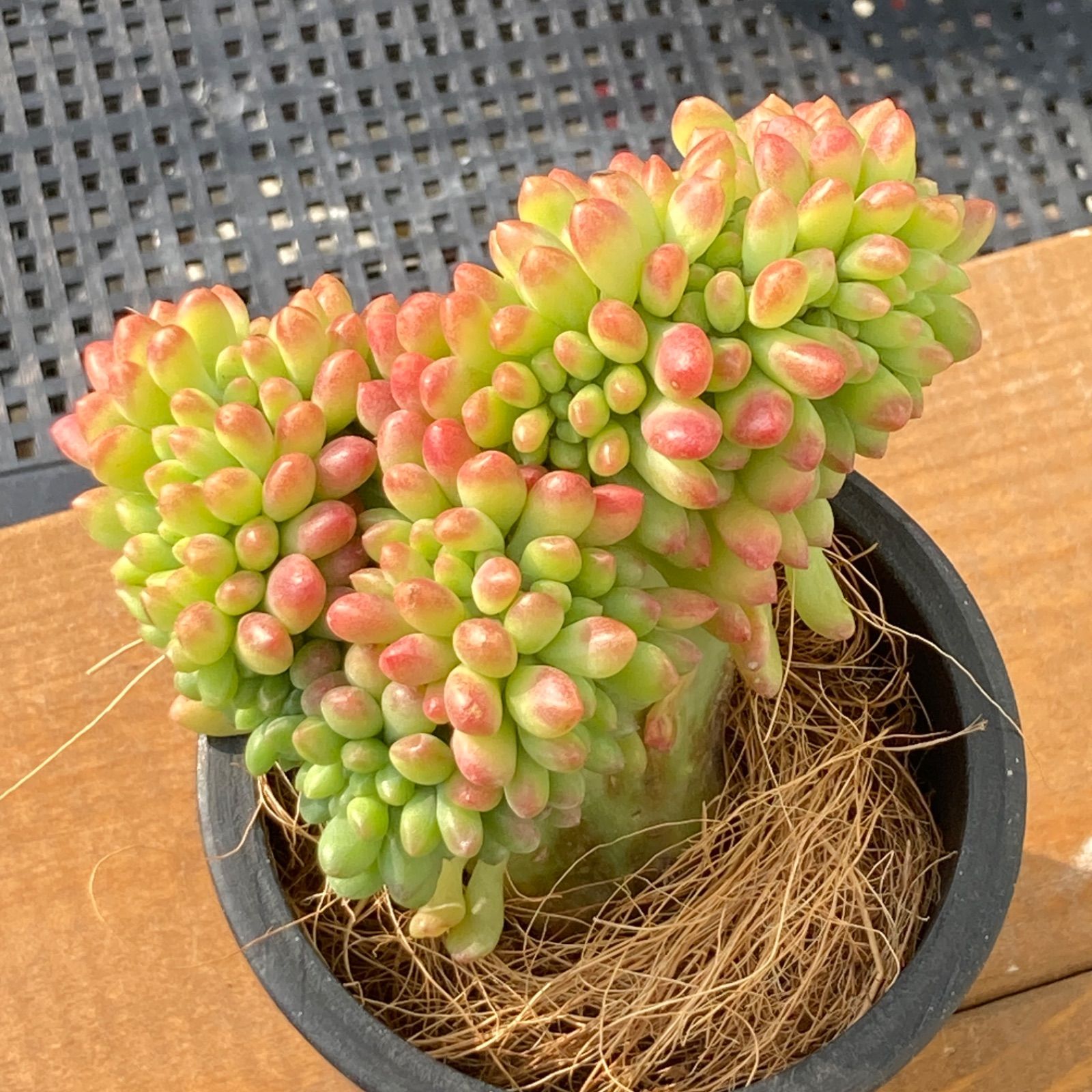 【海外限定】 新入荷】エケベリア アリス エヴァンス綴化 多肉植物韓国苗 エケベリア・セダム