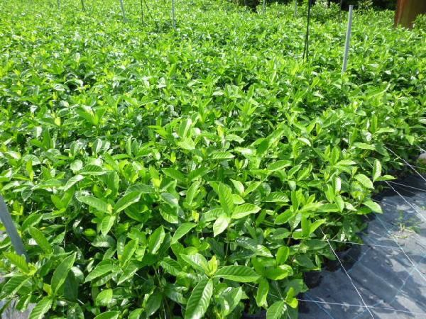 苗|苗木 40本セット ヤエクチナシ 樹高0.4m前後 15cmポット 白花 八重咲きクチナシ ガーデニア 八重 クチナシ生垣 苗木 苗 植木 庭木 生け垣 ka 40本 40 STEELWINDOWSANDDOORS_COM