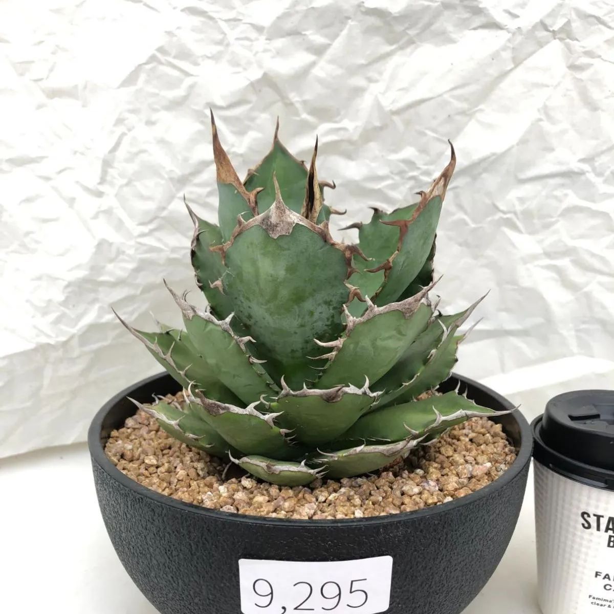 9295 「多肉植物A」アガベ チタノタ FO-76 植え【Agave titanota ”FO-76 No.1・発根】 - メルカリ