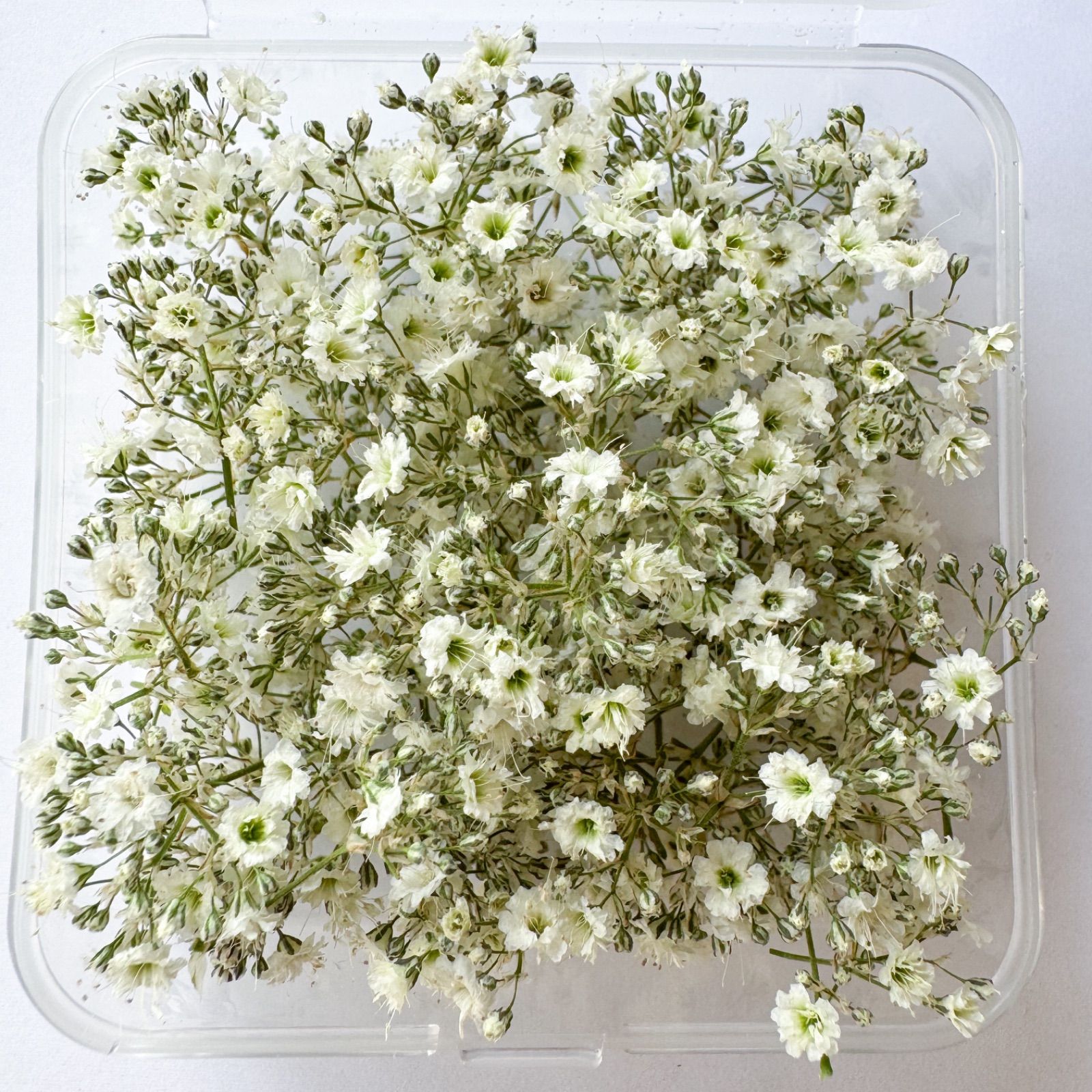 comet* White かすみ草 ドライフラワー - メルカリ