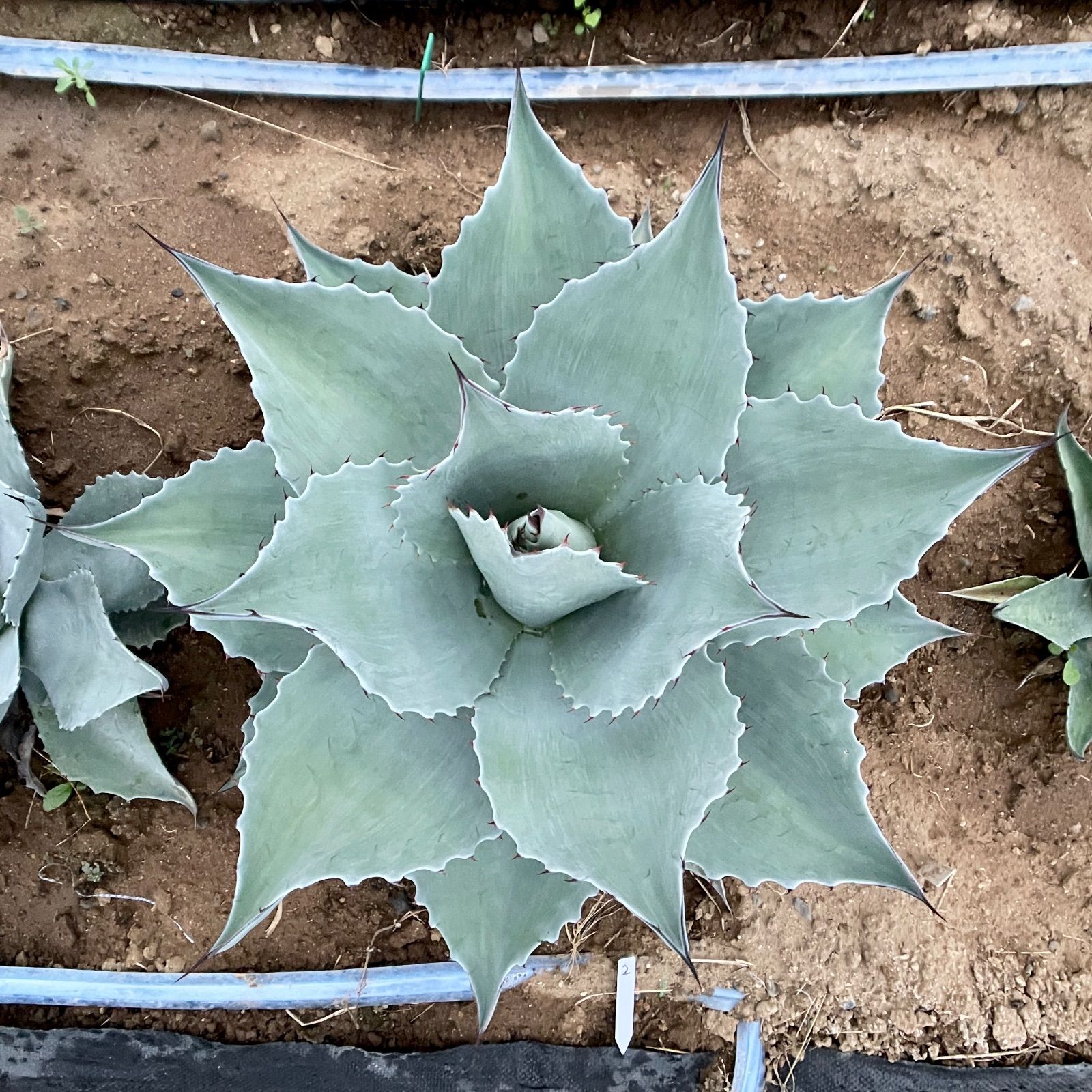 アガベ チタノタブルー 実生 #03 アガベ チタノタ オテロイ BB錦