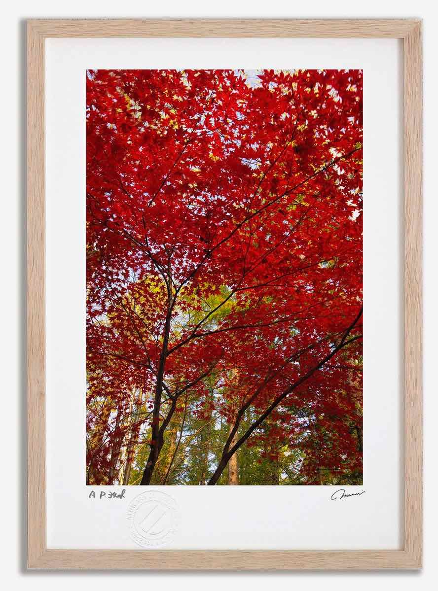 アートフォト 絵画 紅葉12|中富良野町 高橋真澄|インテリア 額入り 額装込 風景画 油絵 ポスター アート アートパネル リビング 玄関 プレゼント モダン アートフレーム 飾る Mサイズ おしゃれ 壁掛け 絵