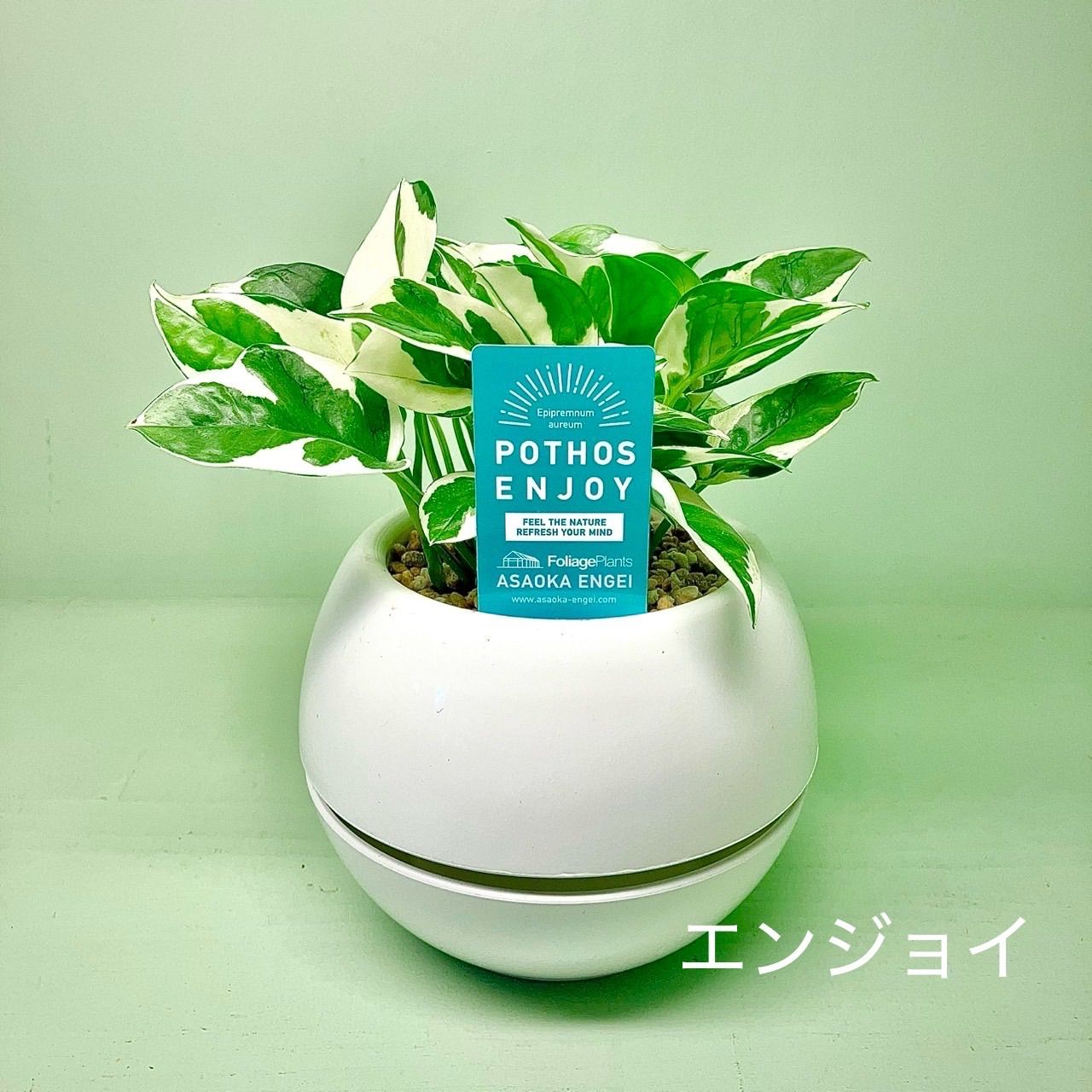 観葉植物 《観葉植物》☆レア商品☆ポトスセット 〜3兄弟〜