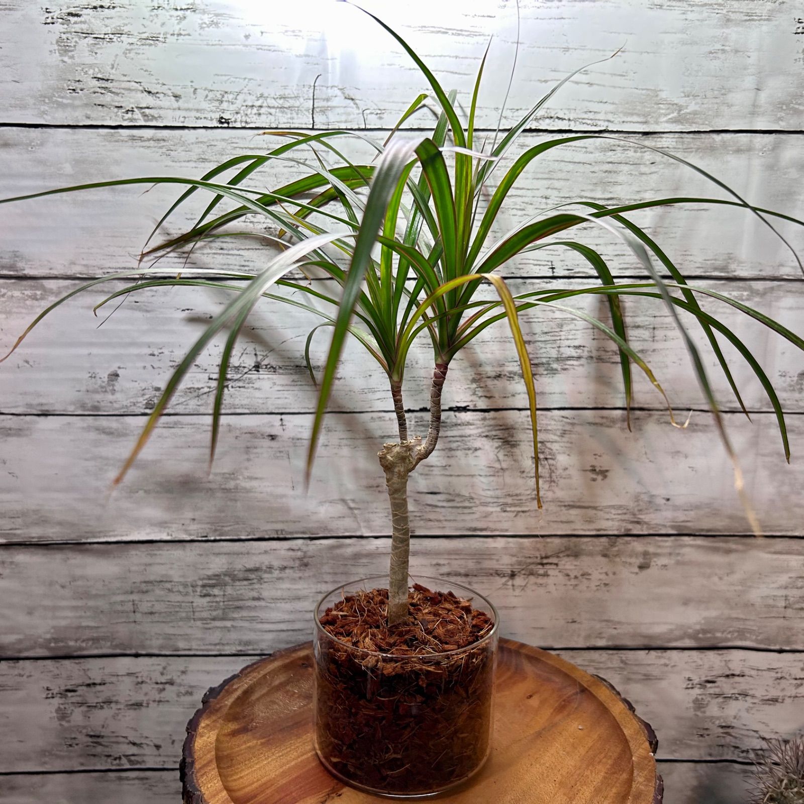 ドラセナ コンシンネ 観葉植物 - メルカリ