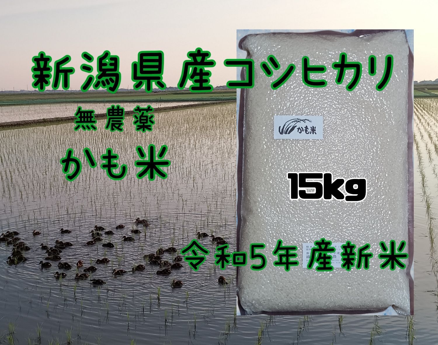 無農薬米新潟県産コシヒカリ15k - メルカリ