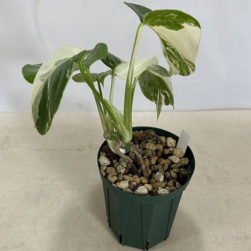 観葉植物 モンステラ ホワイトタイガー 4号スリット鉢 個体B(現品