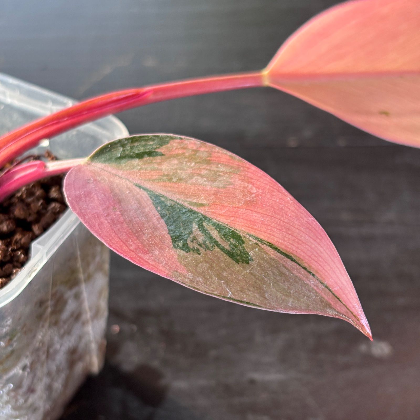 フィロデンドロン・レッドコンゴ/ Philodendron Red Congo⑤ b3219ade72aa2e66ed8d5804eb2e21
