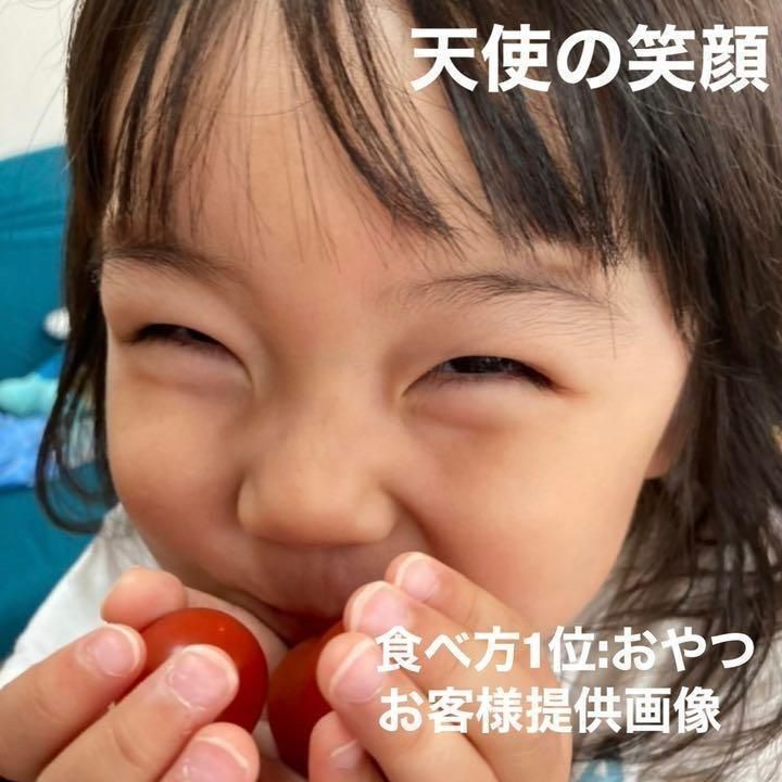 八ヶ岳産 リピトマト 約20kg 貴社のリピーター顧客と売上増が期待 