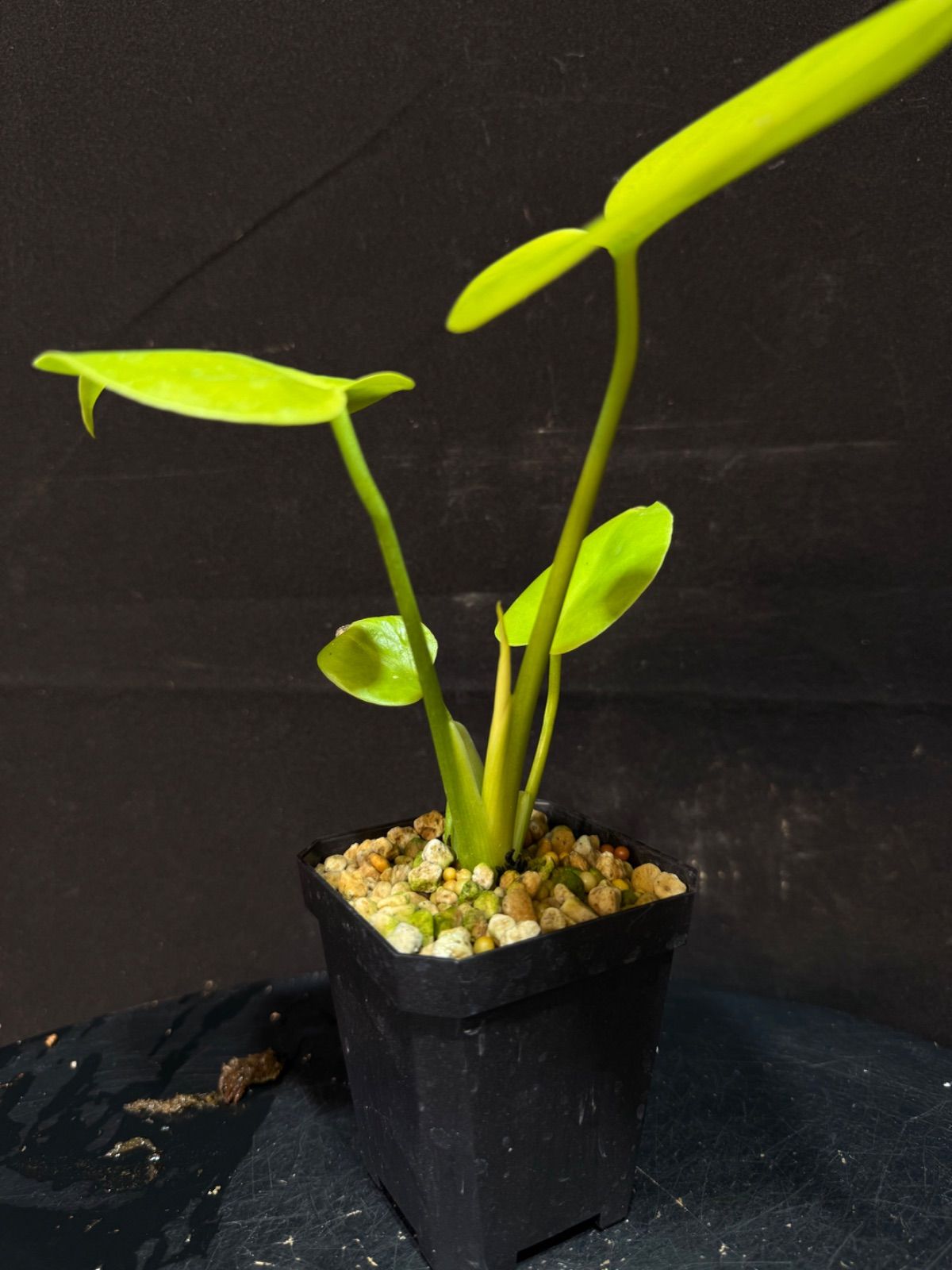 新種】Monstera deliciosa Gold leaf モンステラデリシオーサ