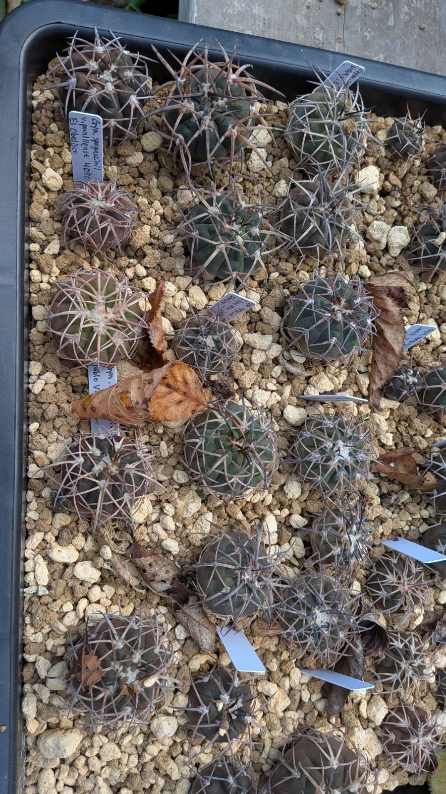 スペガッツィーニ