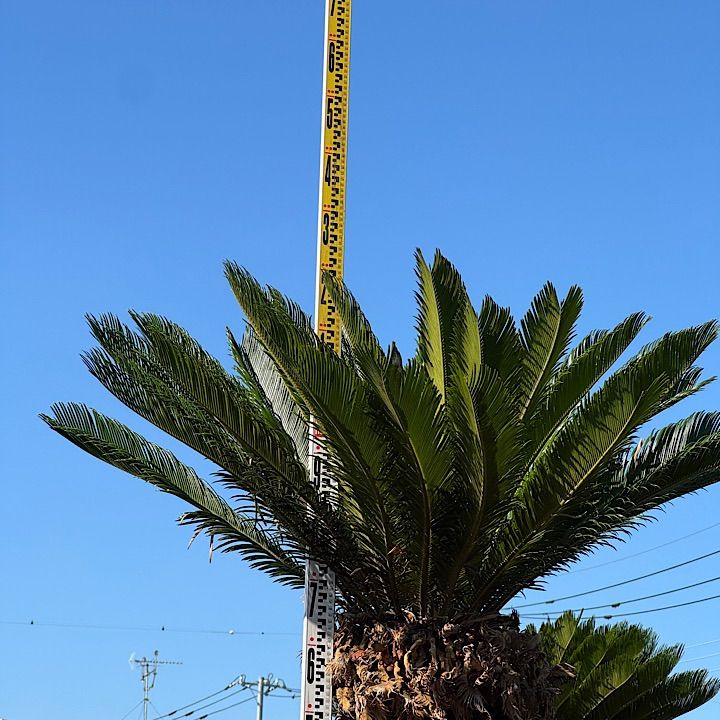 ソテツ 2.6m 楽天市場】ソテツ 6号の通販