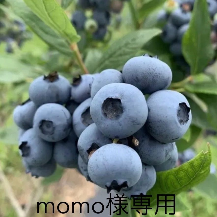 ☆完熟冷凍ブルーベリー4kg☆ 冷凍ブルーベリー 4kg 群馬県産