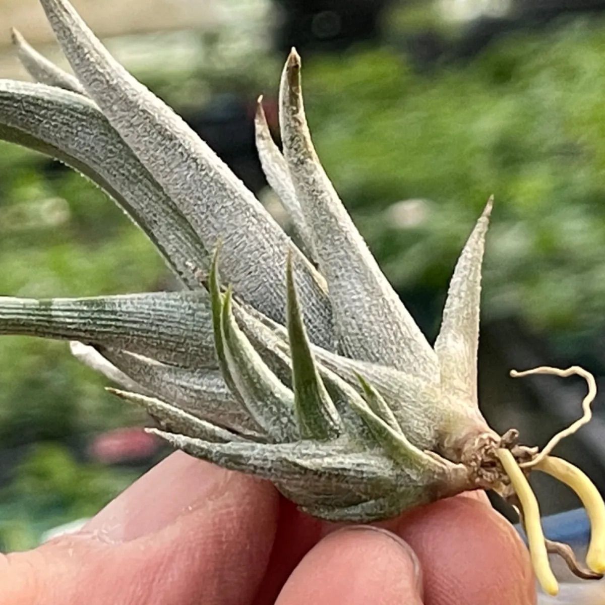 チランジア クシフィオイデス Tillandsia xiphioides＊エアプランツ