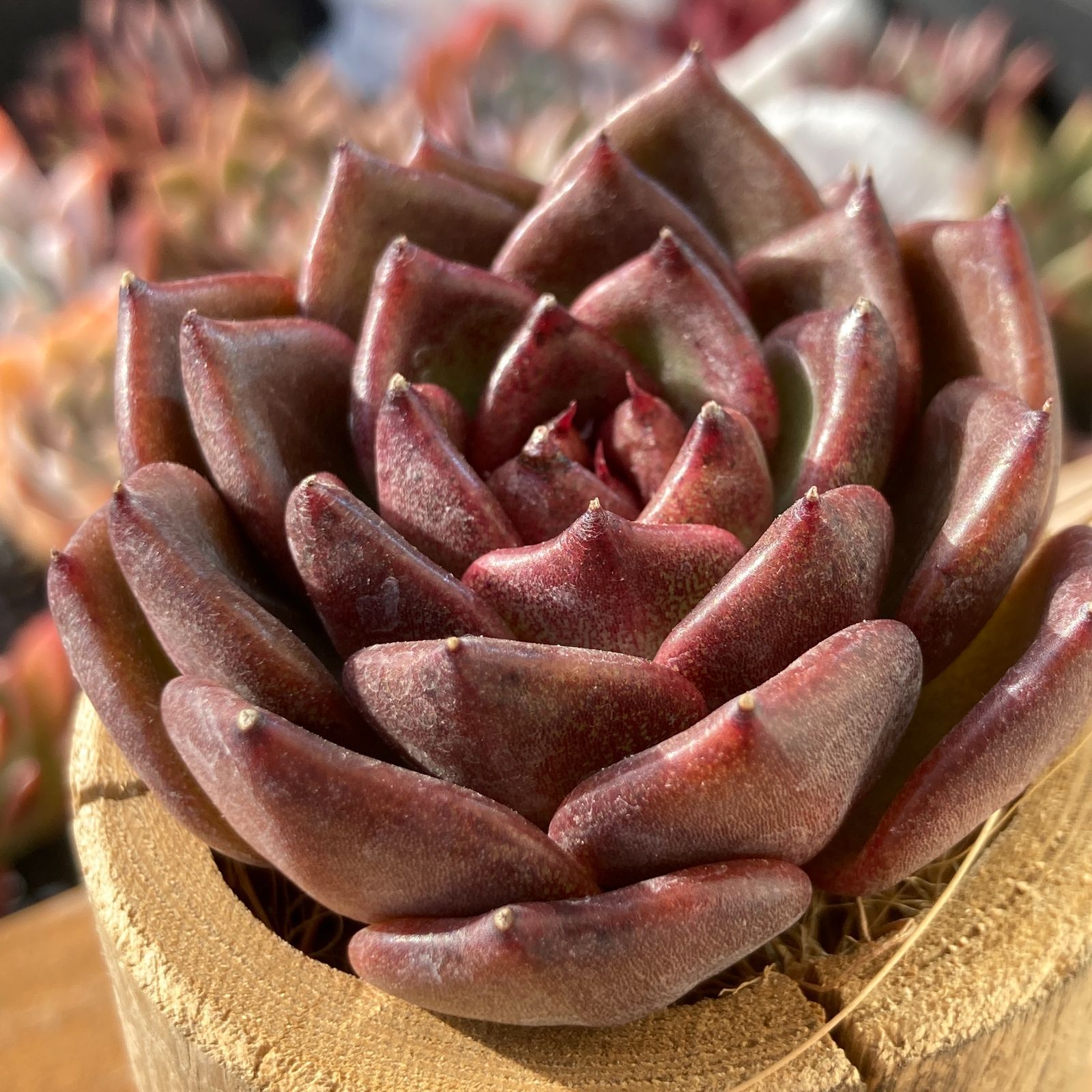 【GW50%オフ】エケべリア　韓国苗　ブラックチェリー 大苗　多肉植物　ポコ多肉 新入荷】エケべリア ブラッククリスタル 多肉植物韓国苗【ポコ多肉