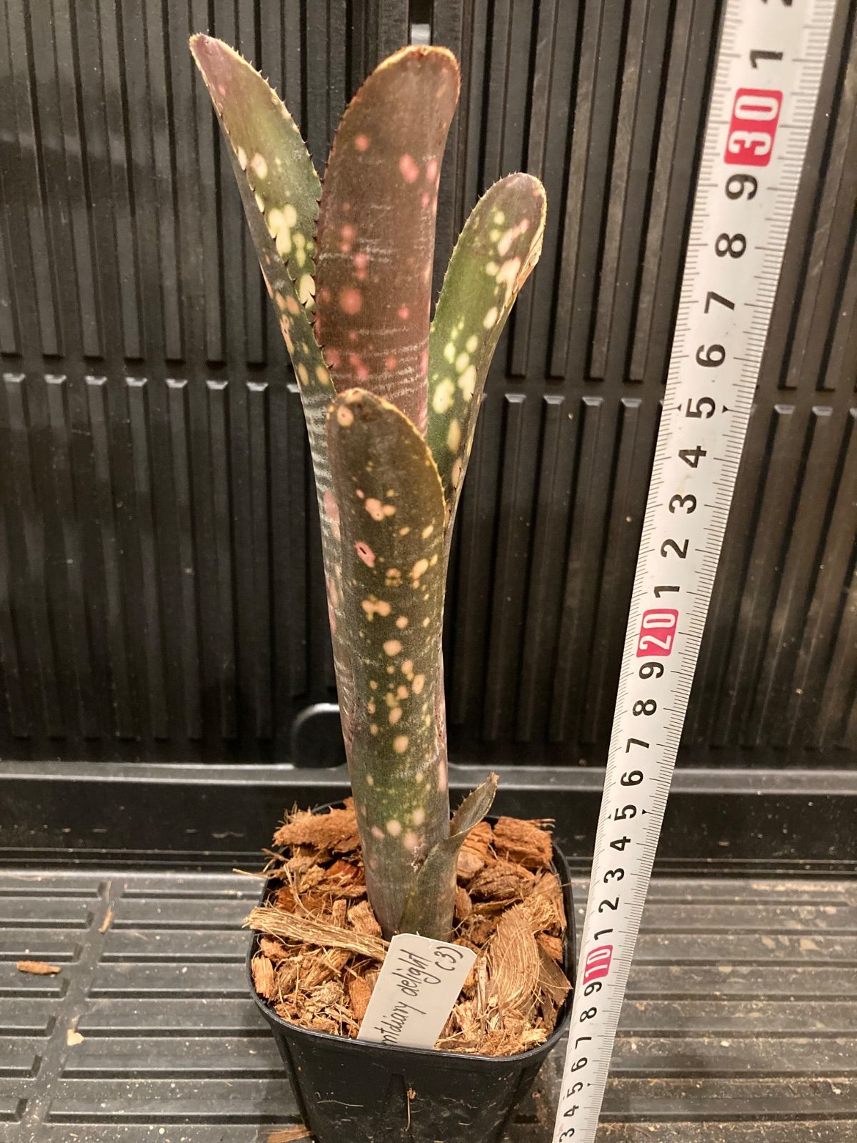 ビルベルギア Billbergia Incendiary Delight