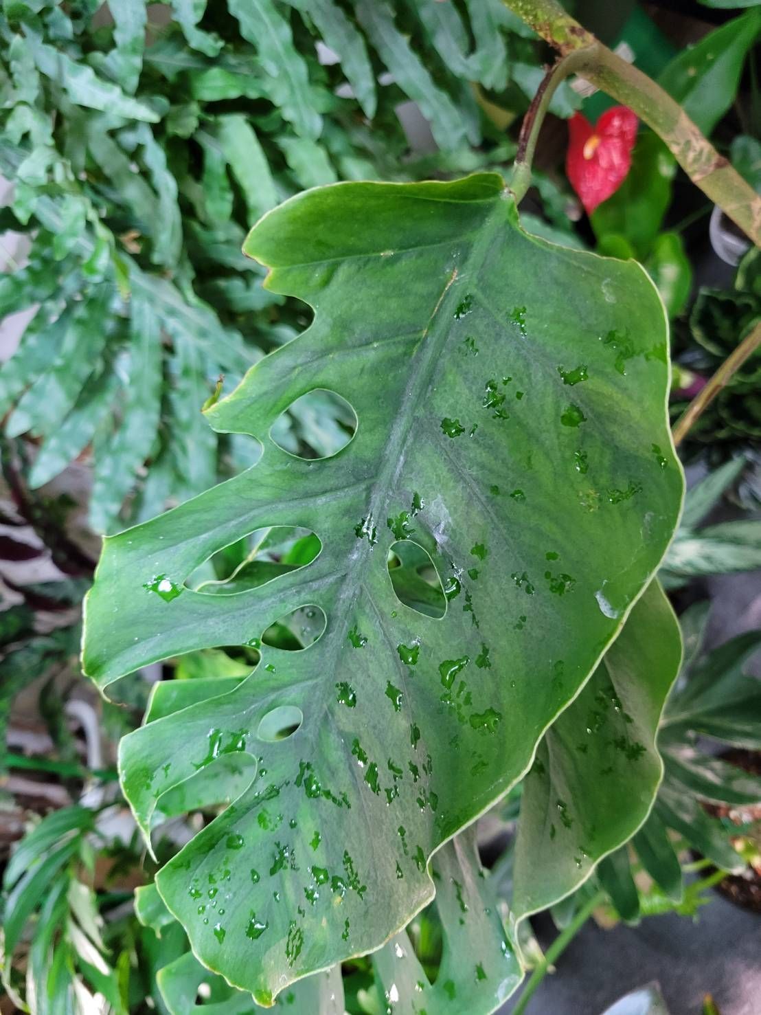 No.87 モンステラデュビア 大株 希少モンステラ