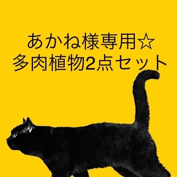 あかね様専用出品ページです！ - ひろみお多肉マーケット - メルカリ