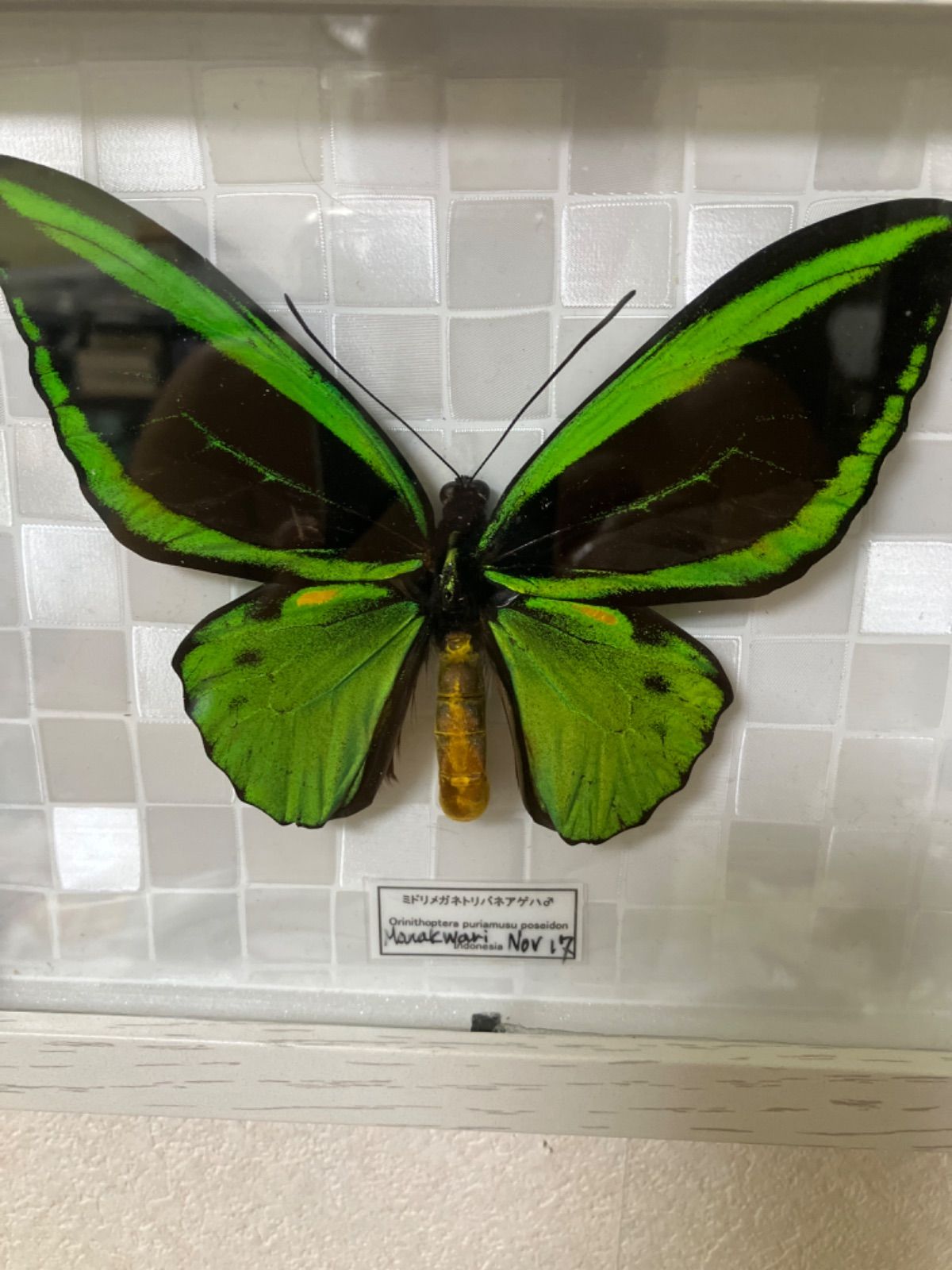 ビクトリアトリバネアゲハ♀ 標本 ★チョイセル島産★稀亜種大型 174mm標本 ビクトリアトリバネアゲハ♀ 標本 ☆チョイセル島産☆稀亜種大型 174mm