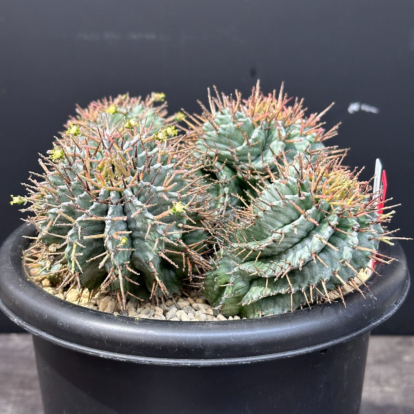 #15 Euphorbia horrida ユーフォルビア ホリダ 多頭 多肉植物